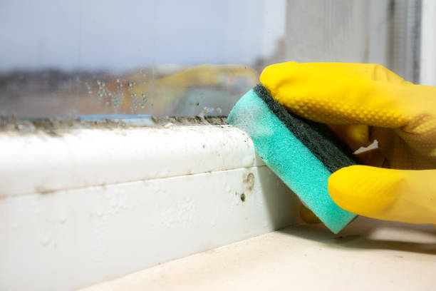 Best Home Mold Removal  in Lancaster, TX