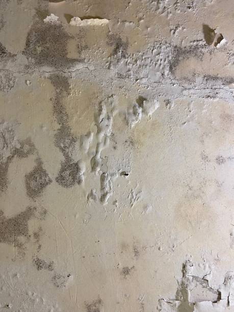 Best Commercial Mold Removal  in Lancaster, TX